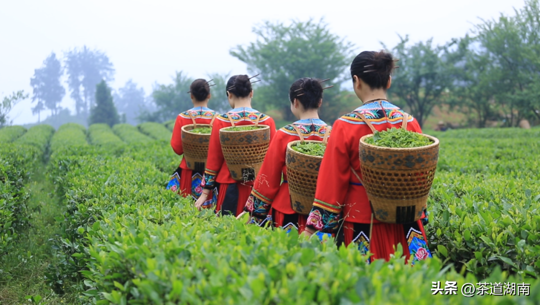 湖南清冽的富硒茶(富硒茶叶)-硒宝网