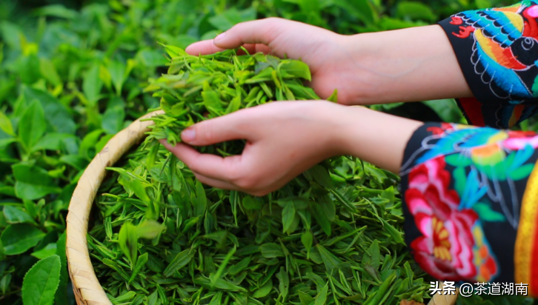 湖南清冽的富硒茶(富硒茶叶)-硒宝网