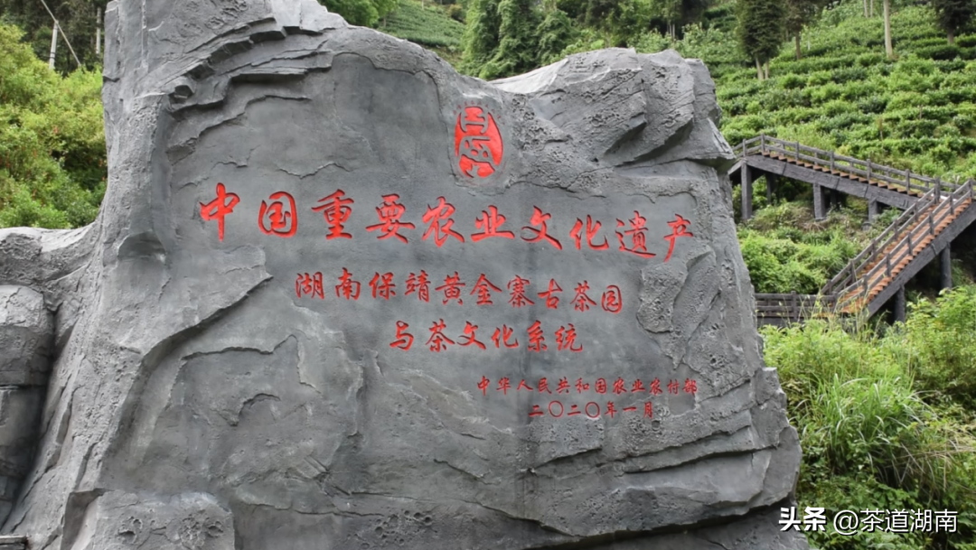 湖南清冽的富硒茶(富硒茶叶)-硒宝网