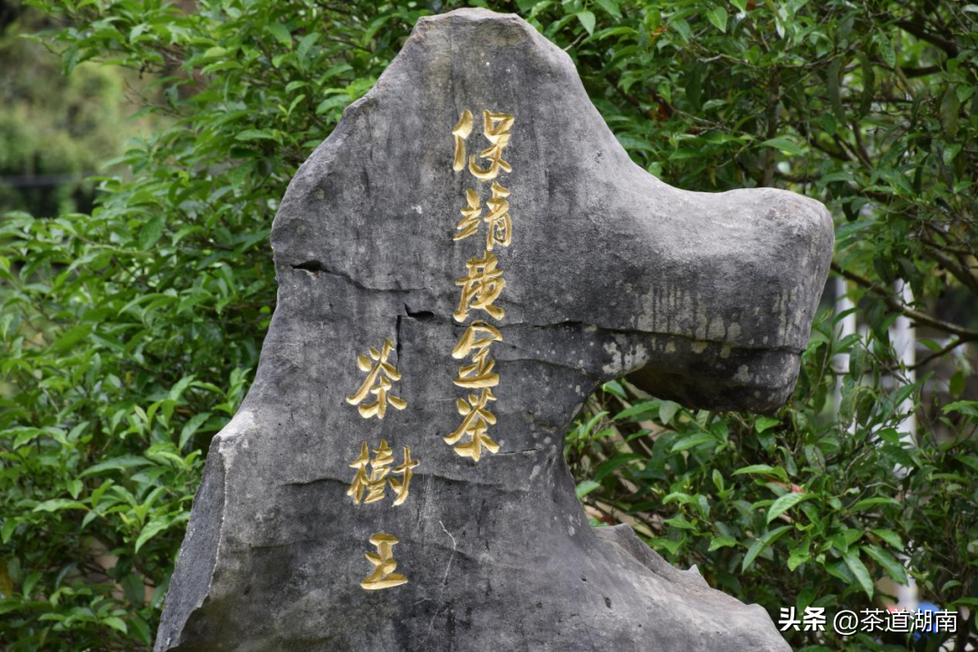 湖南清冽的富硒茶(富硒茶叶)-硒宝网