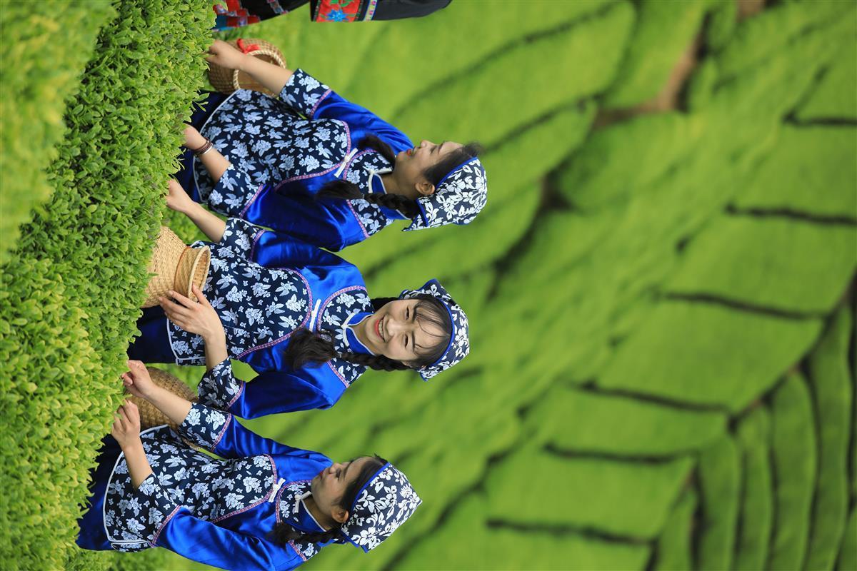 富硒叶茶招商加盟（茶叶招商连锁）-硒宝网