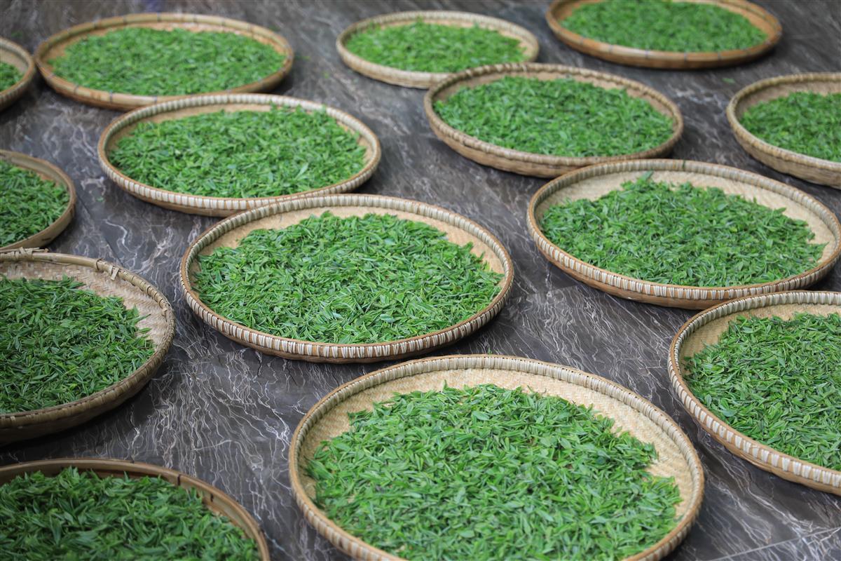 富硒叶茶招商加盟（茶叶招商连锁）-硒宝网