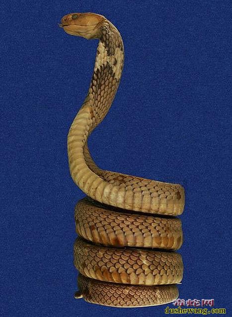 南京恩施富硒藤茶(湖北恩施富硒藤茶有限公司)-硒宝网