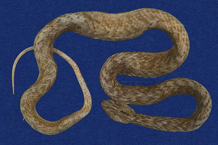 南京恩施富硒藤茶(湖北恩施富硒藤茶有限公司)-硒宝网