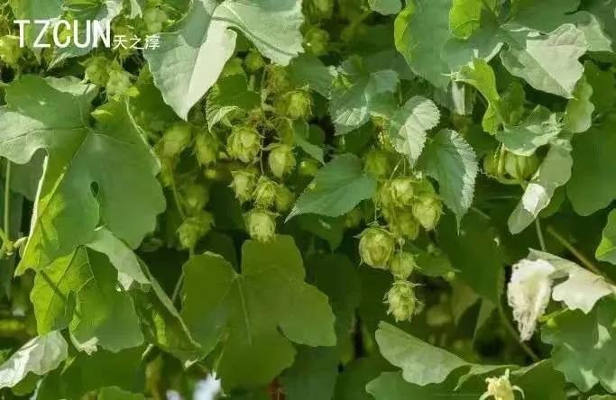 富硒茶啤酒总代理（富硒茶啤酒厂家）-硒宝网