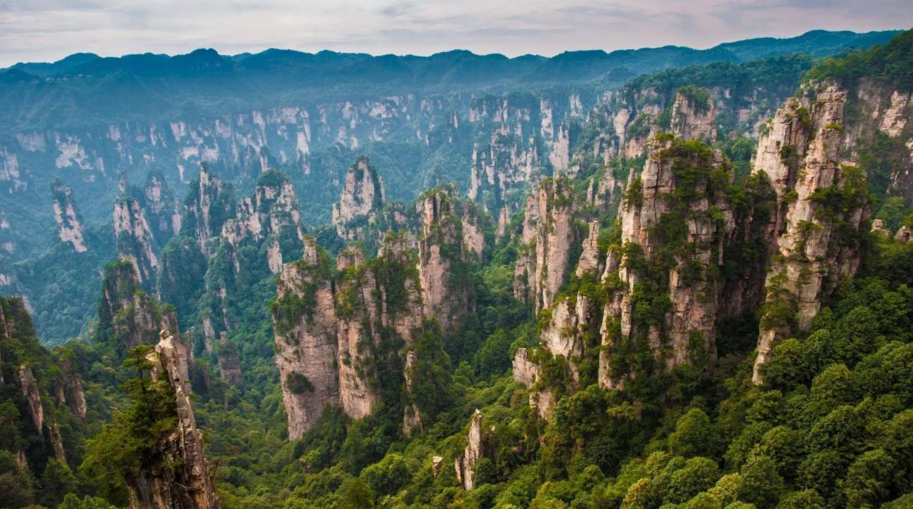 正宗土家富硒莓茶（茶莓是什么）-硒宝网