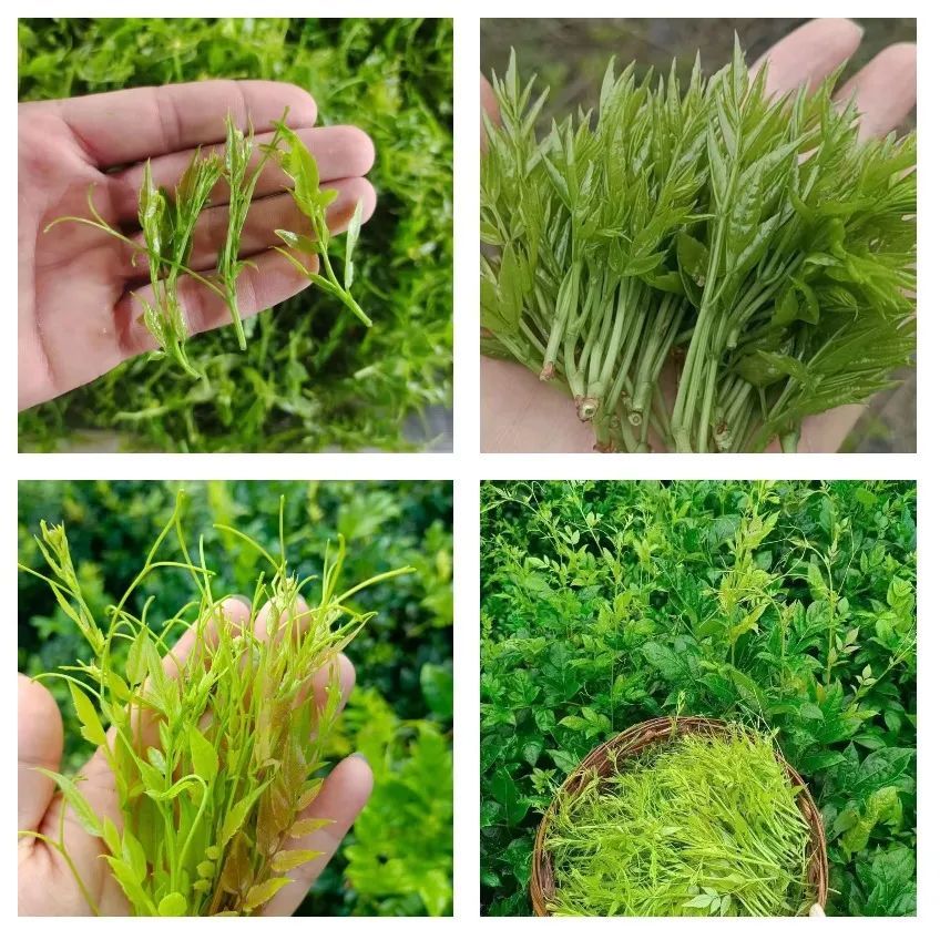 正宗土家富硒莓茶（茶莓是什么）-硒宝网