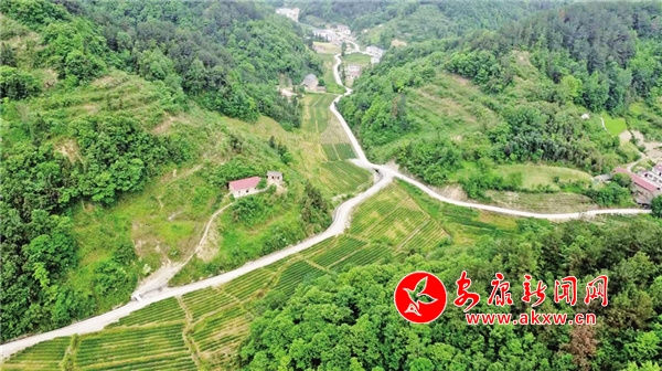 安康富硒茶 翠峰（安康富硒茶多少钱一斤汗水晨雾）-硒宝网