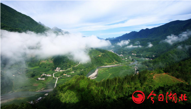 武汉富硒茶哪里买（湖北富硒茶的功效与作用）-硒宝网