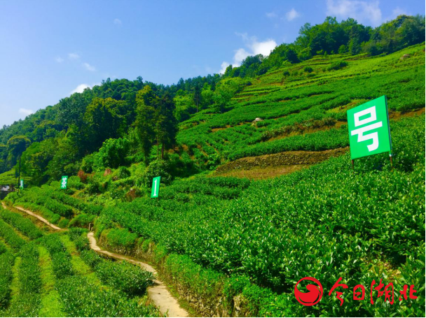 武汉富硒茶哪里买（湖北富硒茶的功效与作用）-硒宝网