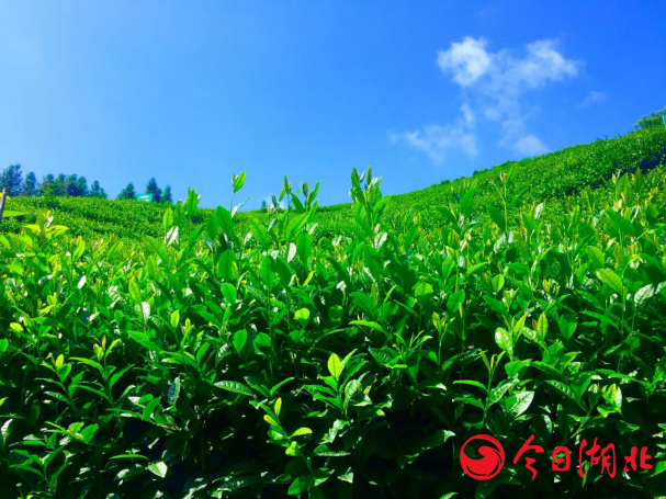 武汉富硒茶哪里买（湖北富硒茶的功效与作用）-硒宝网