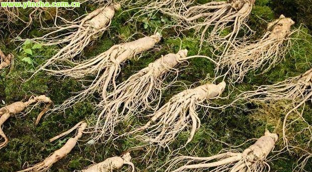 富硒藤茶真假区别（富硒藤茶的骗局）-硒宝网