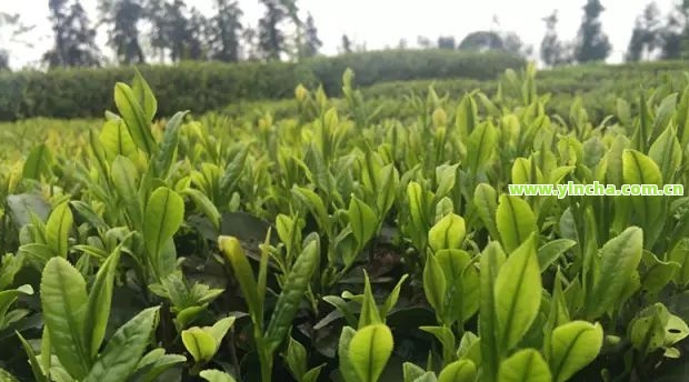 富硒藤茶真假区别（富硒藤茶的骗局）-硒宝网