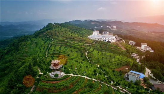 富硒茶的技术传承（富硒茶制作工艺）-硒宝网