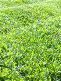 泰巴山紫阳富硒茶(紫阳富硒茶多少钱一斤)-硒宝网