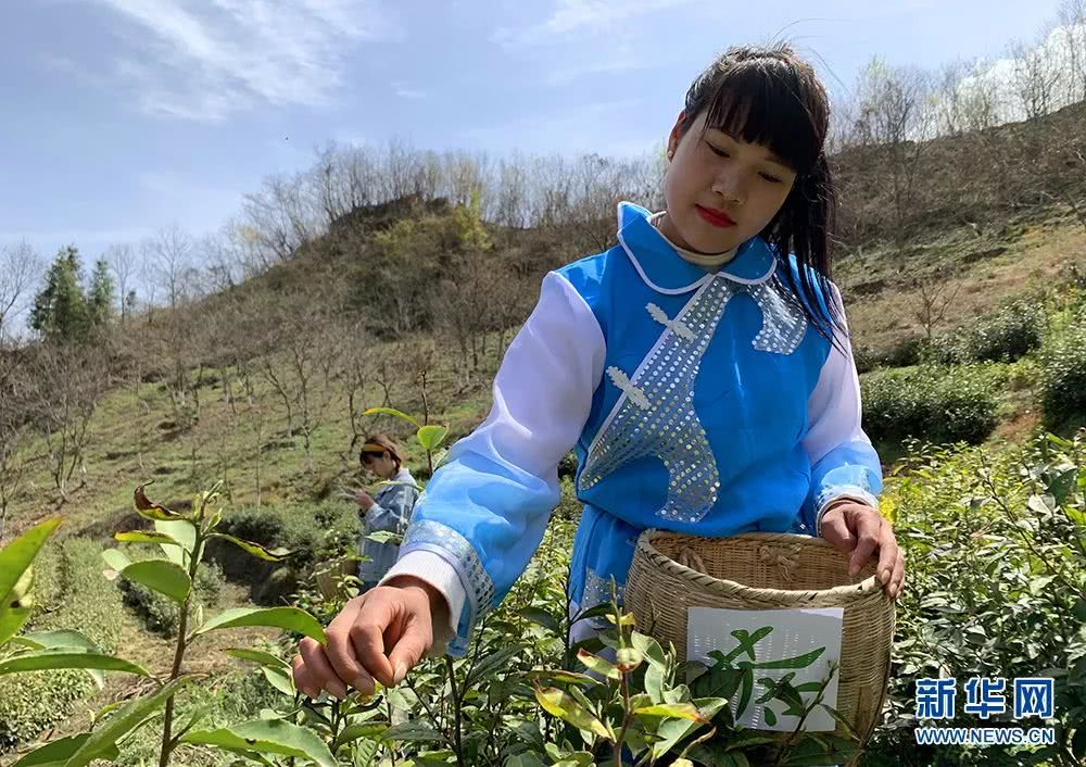 陕西最好的富硒茶（陕西富硒茶多少钱一斤）-硒宝网