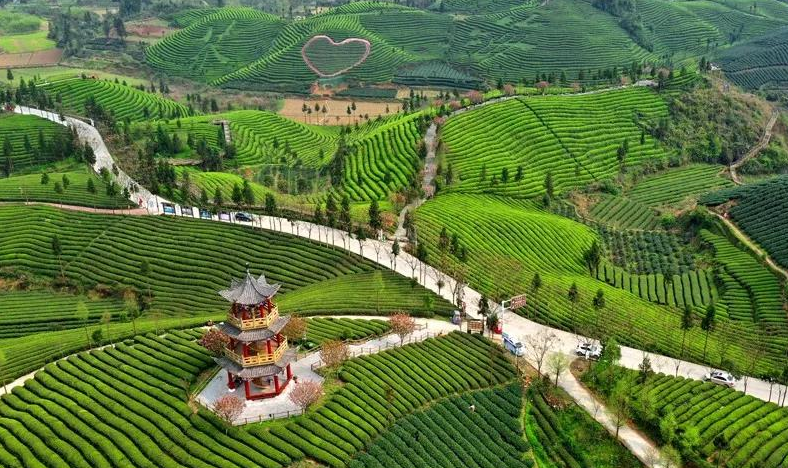 白城凤冈富硒锌茶(凤冈锌硒茶乡)-硒宝网