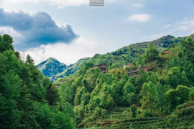 陕南富硒茶有哪些（陕西富硒茶多少钱一斤）-硒宝网