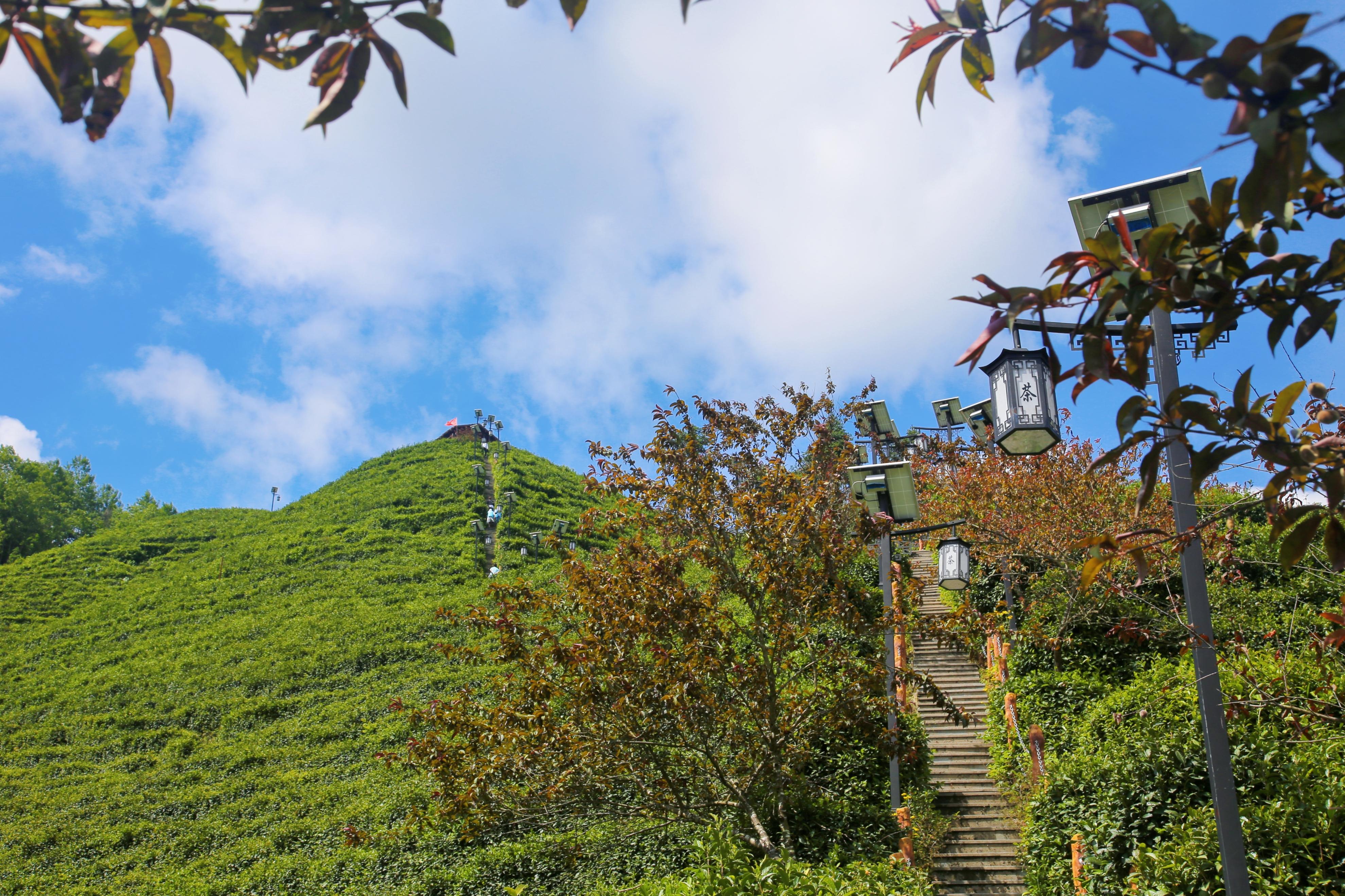 安康有种含富硒茶(安康茶种含富硒有哪些)-硒宝网