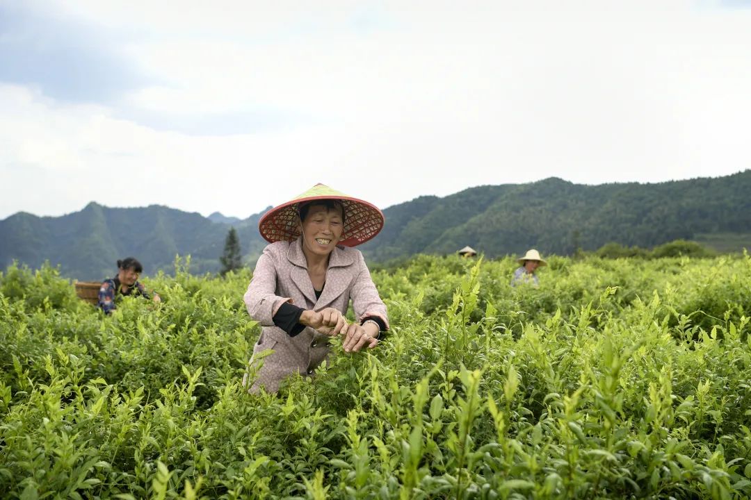 湖北恩施富硒抹茶（恩施抹茶基地）-硒宝网