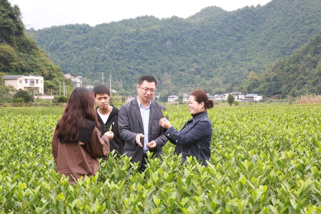 湖北恩施富硒抹茶（恩施抹茶基地）-硒宝网
