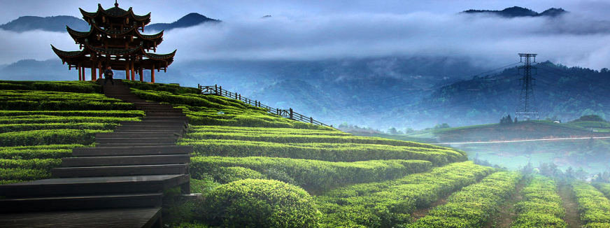 湖北恩施富硒抹茶（恩施抹茶基地）-硒宝网