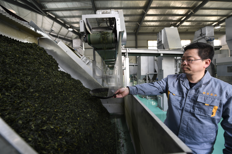 湖北恩施富硒抹茶（恩施抹茶基地）-硒宝网