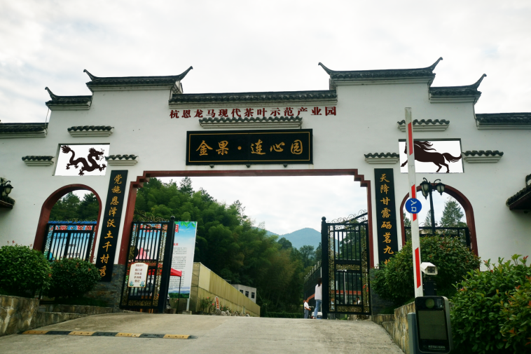 湖北恩施富硒抹茶（恩施抹茶基地）-硒宝网