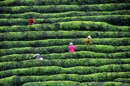 安康富硒茶的特点(安康富硒茶是绿茶吗)-硒宝网