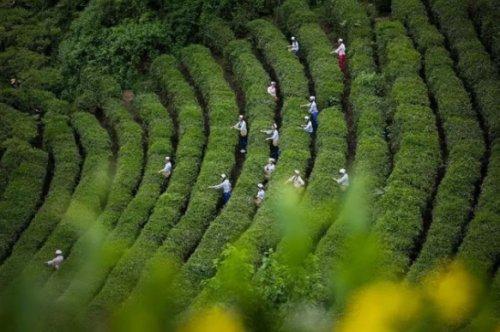 安康富硒茶的特点(安康富硒茶是绿茶吗)-硒宝网