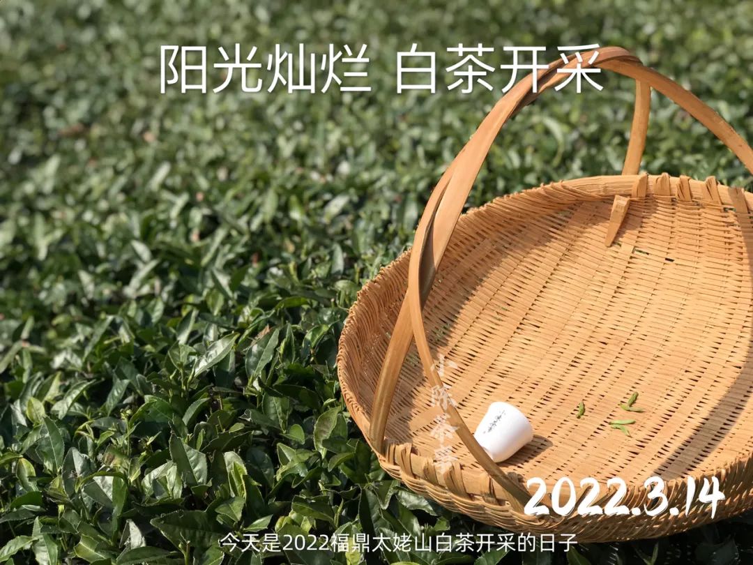 云南富硒白茶散茶（富硒白茶是白茶吗）-硒宝网