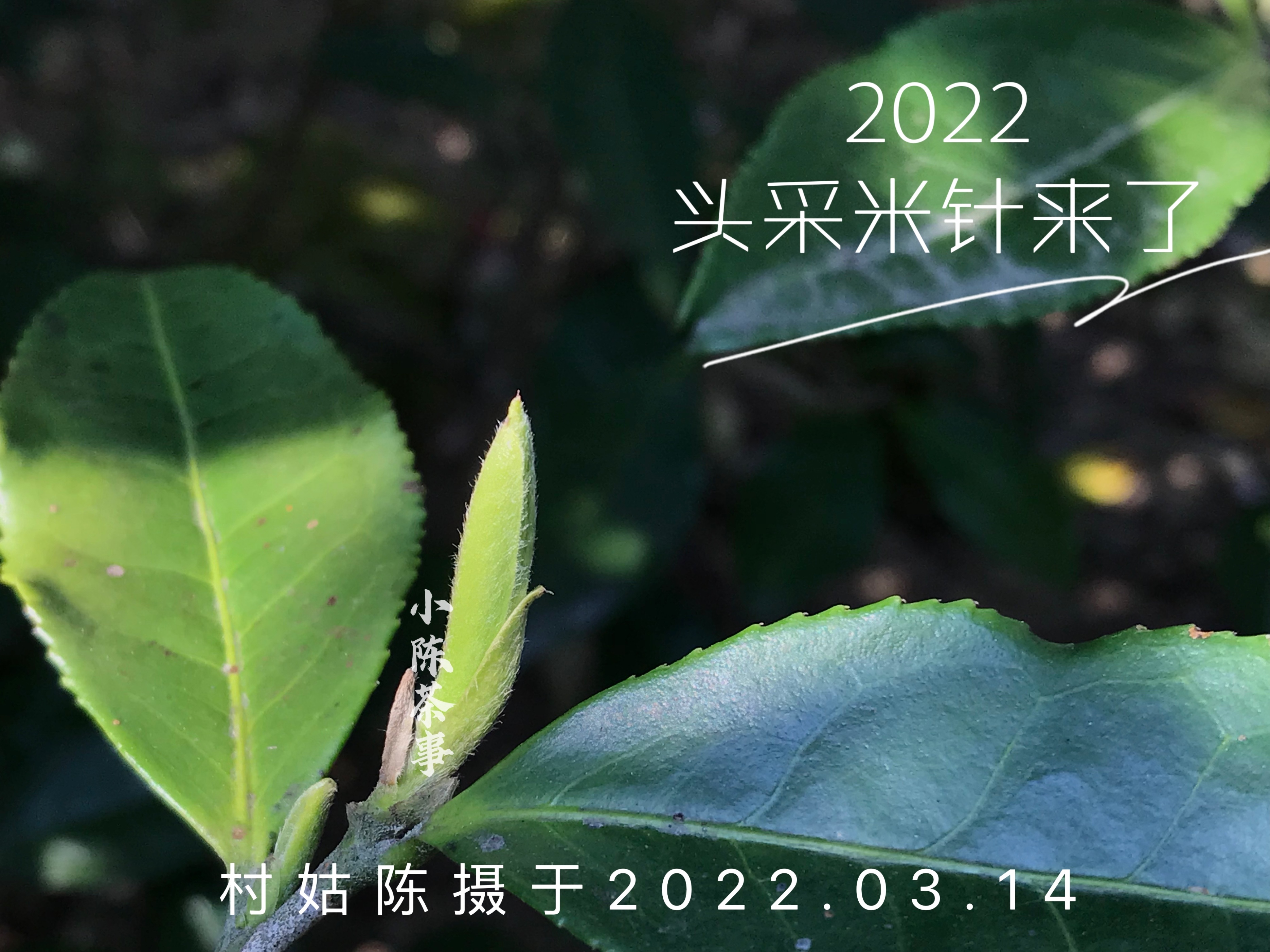 云南富硒白茶散茶（富硒白茶是白茶吗）-硒宝网