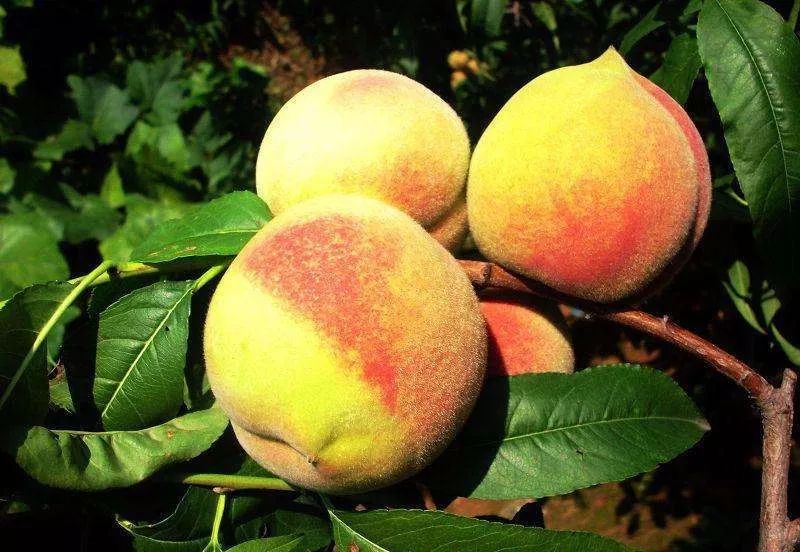 湖北特产富硒贡茶(湖北富硒茶是绿茶吗)-硒宝网