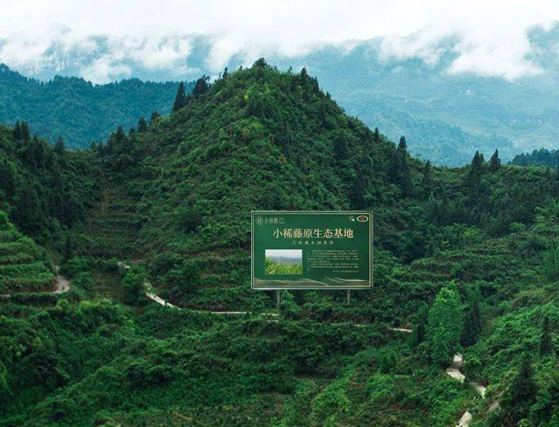 富硒藤茶怎么卖货（富硒藤茶多少钱一斤）-硒宝网