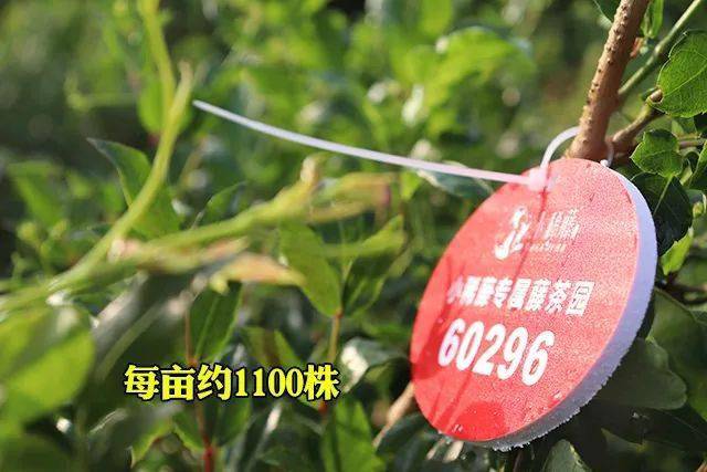 富硒藤茶怎么卖货（富硒藤茶多少钱一斤）-硒宝网