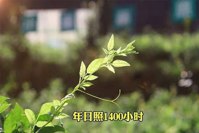 富硒藤茶怎么卖货（富硒藤茶多少钱一斤）-硒宝网