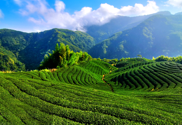 颜色发白的富硒茶（茶颜色发白富硒怎么回事）-硒宝网