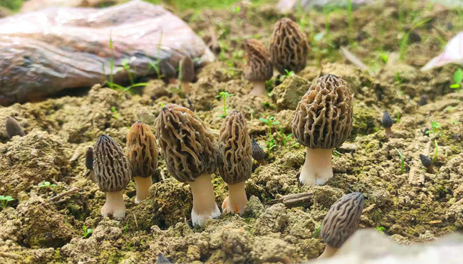 山旮旯富硒茶价格(富硒茶树)-硒宝网