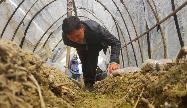 山旮旯富硒茶价格(富硒茶树)-硒宝网