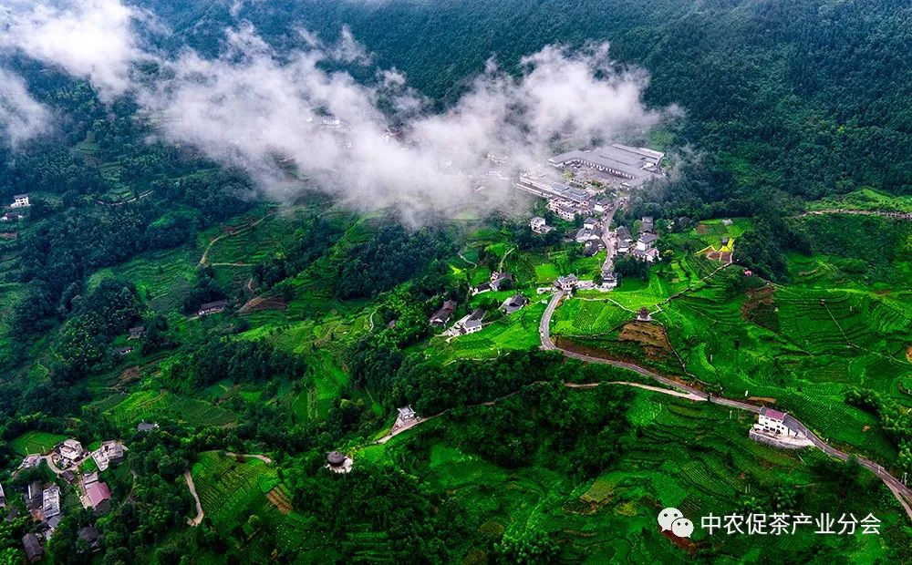 湖北特产富硒贡茶（恩施富硒贡芽价格表）-硒宝网