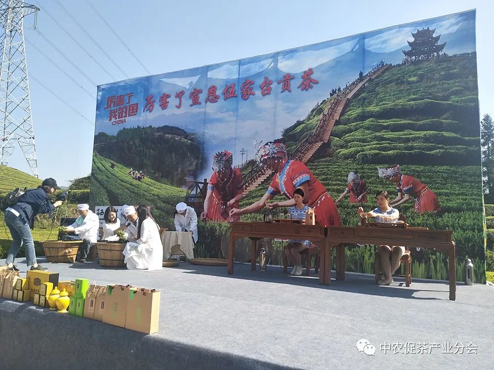 湖北特产富硒贡茶（恩施富硒贡芽价格表）-硒宝网