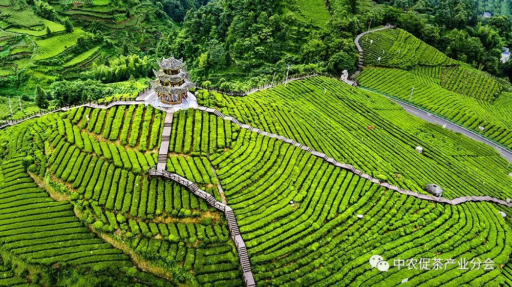 湖北特产富硒贡茶（恩施富硒贡芽价格表）-硒宝网
