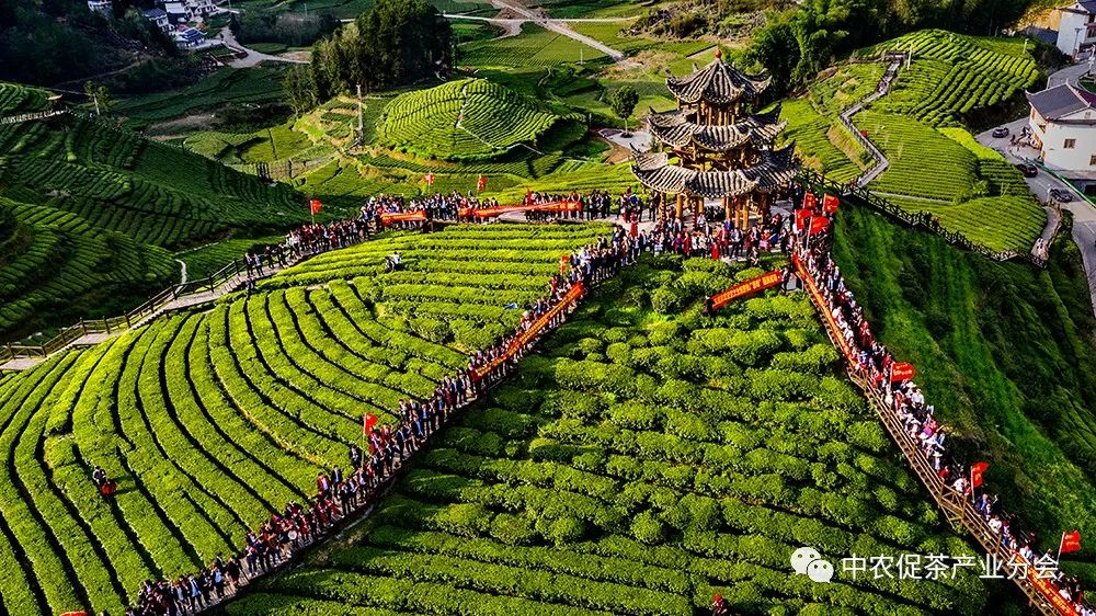 湖北特产富硒贡茶（恩施富硒贡芽价格表）-硒宝网