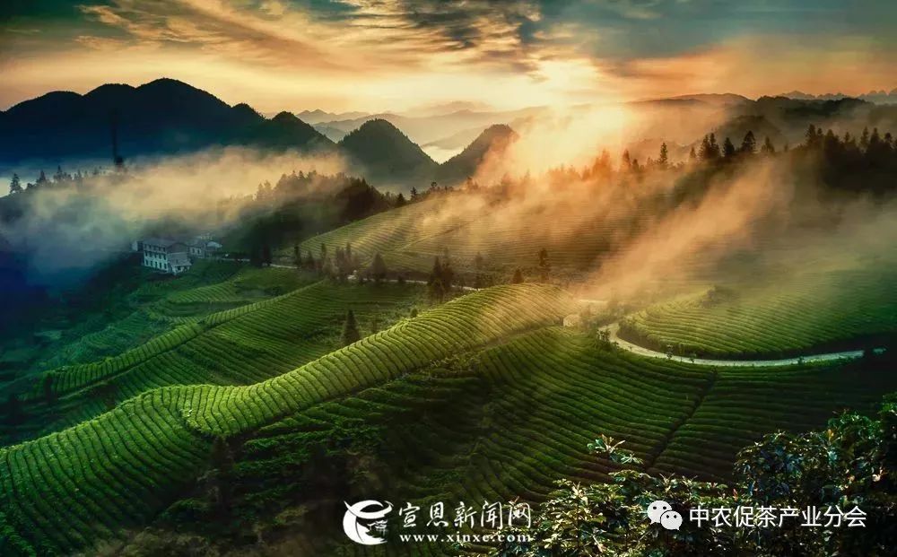 湖北特产富硒贡茶（恩施富硒贡芽价格表）-硒宝网