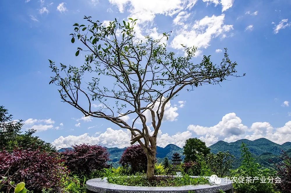 湖北特产富硒贡茶（恩施富硒贡芽价格表）-硒宝网