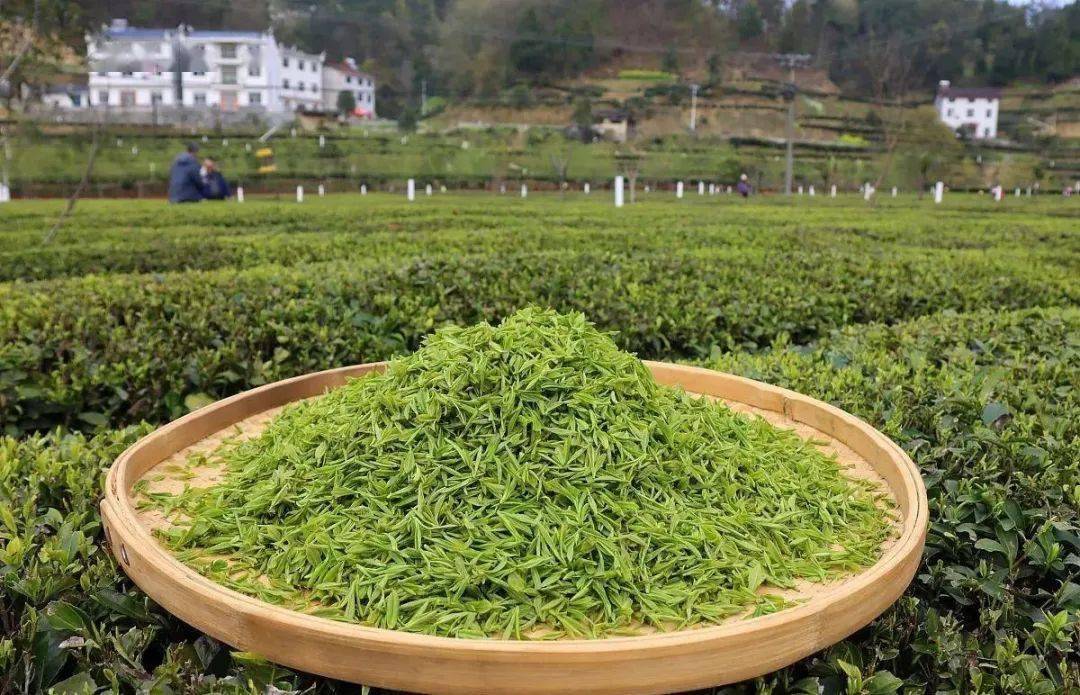 安康坪富硒茶直播(安康富硒茶的功效与作用)-硒宝网