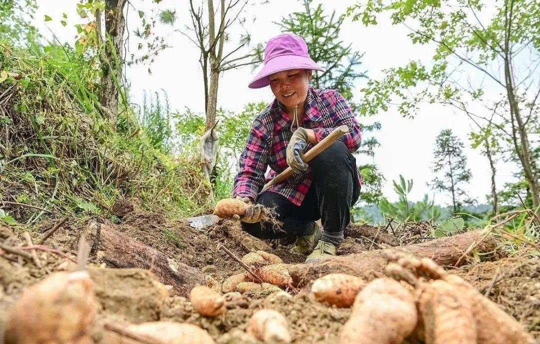 安康坪富硒茶直播(安康富硒茶的功效与作用)-硒宝网