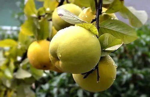 紫阳富硒茶有几种(茶种紫阳富硒有哪些品种)-硒宝网