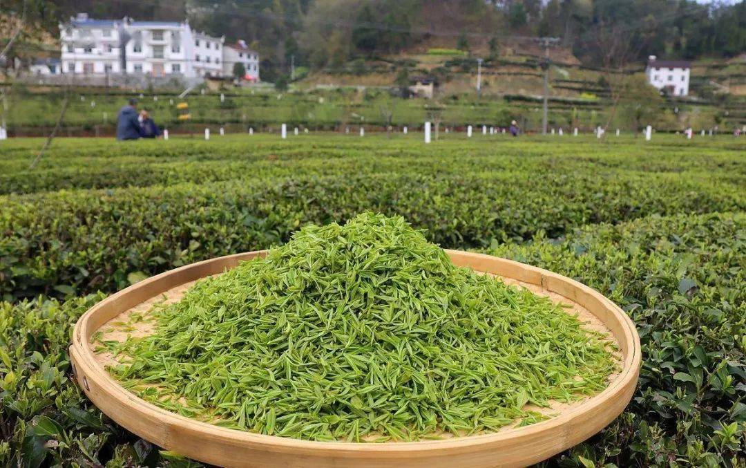 紫阳富硒茶有几种(茶种紫阳富硒有哪些品种)-硒宝网