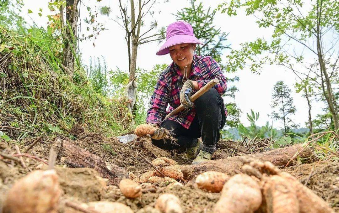 紫阳富硒茶有几种(茶种紫阳富硒有哪些品种)-硒宝网